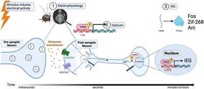 Approaches and considerations of studying neuronal ensembles: a brief review